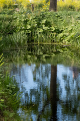 Tranquil landscape at a ditch, grasses and leaves on the edge of the ditch, the blue sky reflected in the water