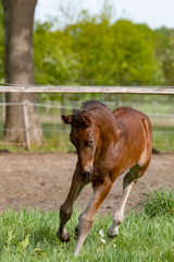 Cute small brown foal running in trot free in the field. Animal in motion. Stallion one week old