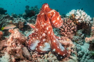 Octopus among colorful coral reef
