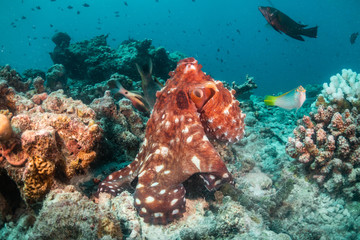 Octopus among colorful coral reef