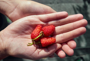 A handful of organic red raspberries.