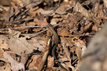 Lizard among Leaves