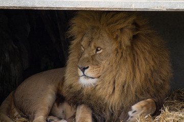 Obraz na płótnie Canvas Lion in Shelter