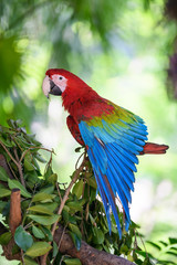 Beautiful macaw on the tree