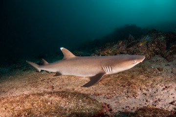 Shark swimming in the wild among fish and marine life