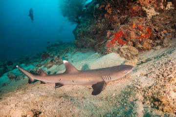 Shark swimming in the wild among fish and marine life