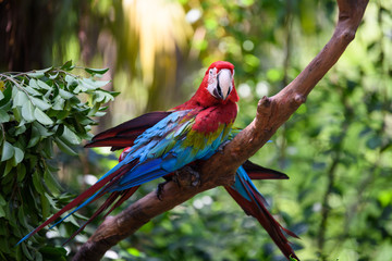 Beautiful macaw on the tree