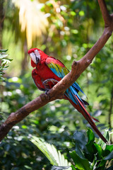 Beautiful macaw on the tree