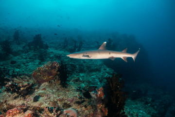 Fototapeta na wymiar Shark swimming in the wild among fish and marine life