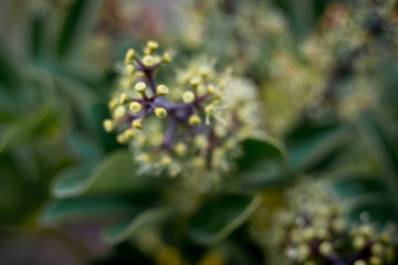 focused yellow plant with blurry background