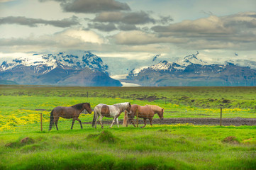 Fototapeta na wymiar Three horses that walk on summer meadows have yellow wildflowers all over the area. The background is a beautiful mountain range with snow on top. In the summer in the countryside of Iceland