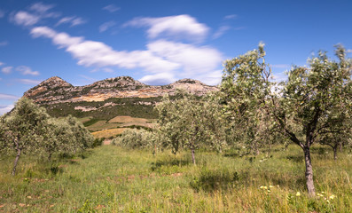 Olive trees dancing in the wind and the characteristic land formation found in Patrimonio, Corsica in the background