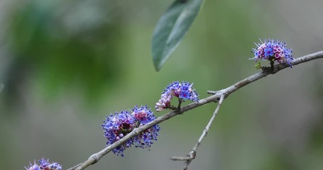 Beautiful purple blue bloom of the medicinal ironwood tree in the western ghats