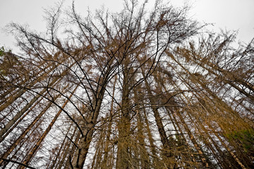 Vom Borkenkäfer befallene und abgestorbene Fichten