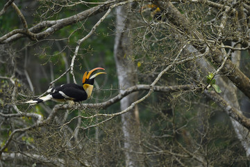 The great hornbill also known as the concave casqued hornbill, great Indian hornbill or great pied...