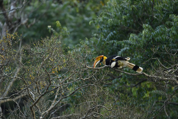 The great hornbill also known as the concave casqued hornbill, great Indian hornbill or great pied...