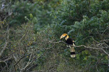 The great hornbill also known as the concave casqued hornbill, great Indian hornbill or great pied...