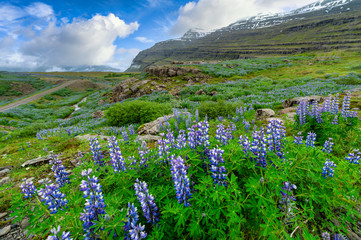 Panoramic view of beautiful and exciting nature of the Icelandic countryside, purple lupine blooms in the valley in the summer with blue skies and beautiful clouds. The tone is bright and refreshing.
