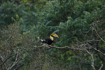 The great hornbill also known as the concave casqued hornbill, great Indian hornbill or great pied hornbill.
