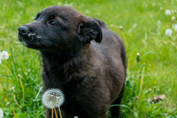 Little cute black puppy on the grass with flowers and with a dandelion seeds on the nose sniffing for something