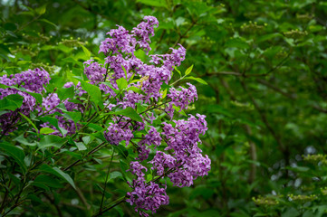 Lilac Syringa microphylla bush in spring garden. Close-up of pink-purple syringa bloom. Nature concept for design.