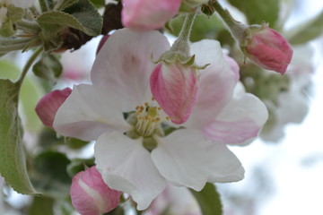 Pink fruit blossom from an apple tree. Blossoming fruit tree in spring. 