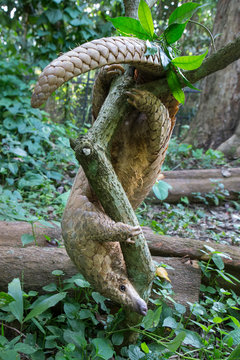 Sunda Pangolin