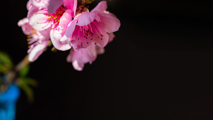 Peach branch on a black background. Beautiful flower close-up with space for text. Spring bright pink flower with raindrops. A flowering branch of a peach tree.