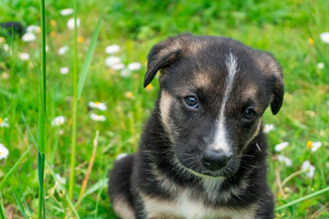 Cute, shy, dark puppy with a white stripe on his head sitting and looking in the camera in the green garden full of dandelions.