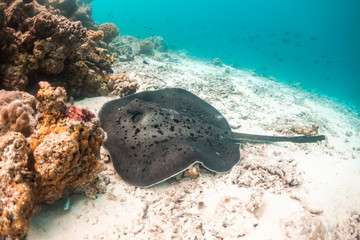 Stingray resting on sea floor among coral reef