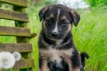 Cute, shy, dark puppy with a white stripe on his head sitting on the bench and looking arround in the green garden full of dandelions.