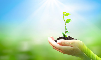 Fototapeta na wymiar World Environment Day concept: hand holding plant on blur green nature background