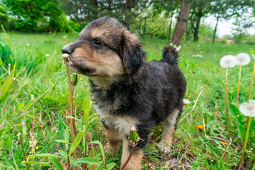 Little, cute, curly, black and white puppy enjoying his time in the green garden.