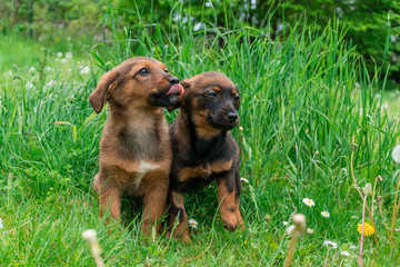 Two little curious, cute, siblings brown and black puppies enjoying their time in the green garden. Spring in Poland