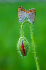 큰주홍부전나비 짝짓기