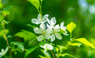 apple tree of the valley in the forest