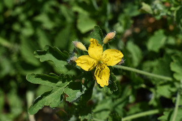 Sch&ouml;llkraut, Chelidonium majus, Bl&uuml;te gelb im Fr&uuml;hling