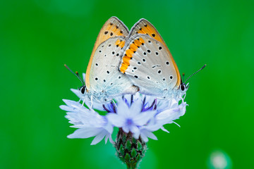 큰주홍부전나비 짝짓기