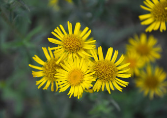Inula blooms in the wild in summer.