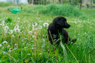 Little, cute, curly black puppy enjoying his time on the fresh grass and many dandelions, looking for something.