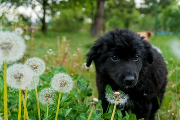 Little, cute, curly black puppy enjoying his time on the fresh grass and many dandelions, looking for something.
