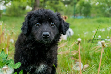 Little, cute, curly black puppy enjoying his time on the fresh grass with  dandelions, looking directly in the camera