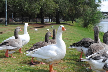 White goose looking at you.