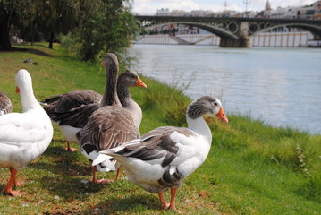 Geese near Guadalquivir.