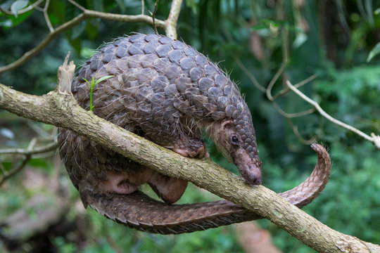 Sunda Pangolin