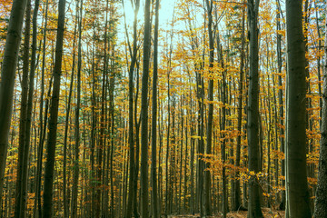 Autumn forest trees. Nature green wood sunlight backgrounds.