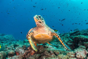 Hawksbill sea turtle swimming among coral reef with tropical fish