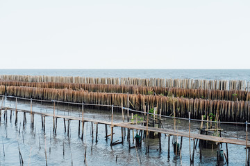 Coastal barrier Line of wooden poles and electric poles