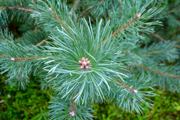 Pine tree branch close-up