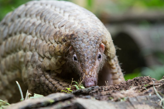Sunda Pangolin
